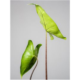 Alokazja 'Black Zebrina'