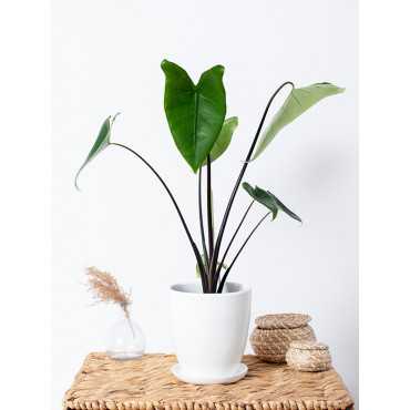 Alokazja 'Black Zebrina'