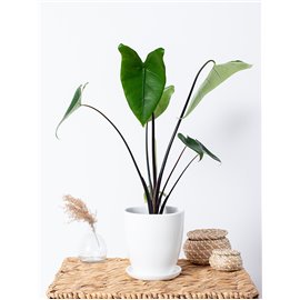 Alokazja 'Black Zebrina'