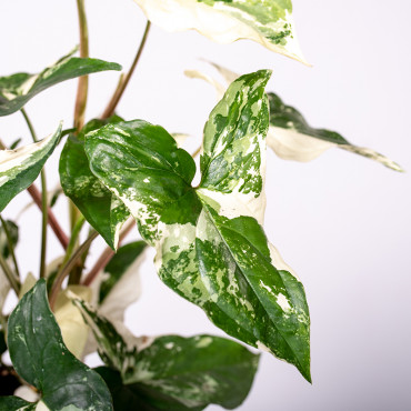 Syngonium 'Variegata' | Mały