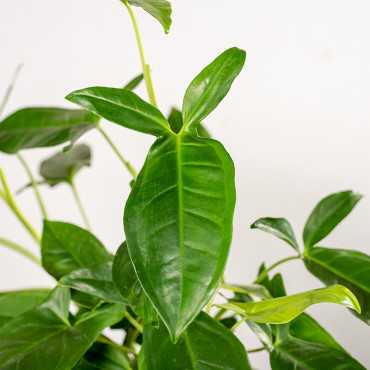 Syngonium 'Trileaf Wonder' | Wiszące