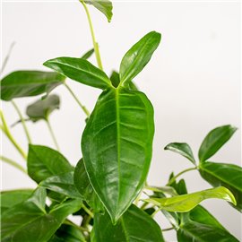 Syngonium 'Trileaf Wonder' | Wiszące