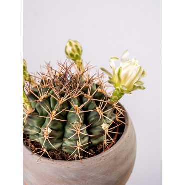 Gymnocalycium mihanovichii