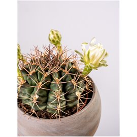 Gymnocalycium mihanovichii