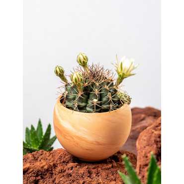 Gymnocalycium mihanovichii