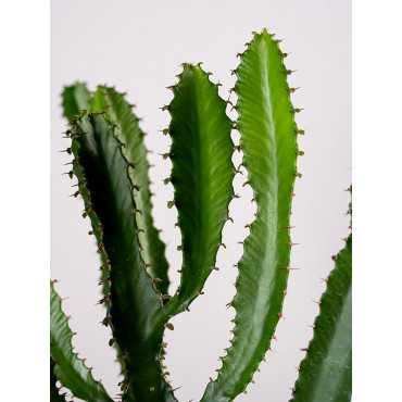 Euphorbia