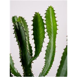 Euphorbia