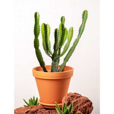 Euphorbia