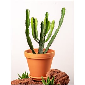 Euphorbia