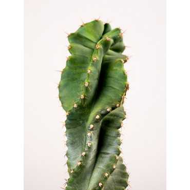 Cereus Forbesii Spiralis