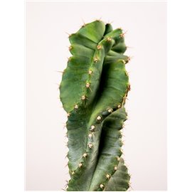Cereus Forbesii Spiralis