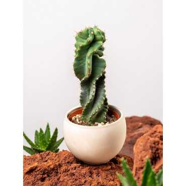 Cereus Forbesii Spiralis