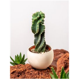 Cereus Forbesii Spiralis