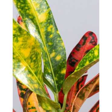 Kroton 'Red Banana'