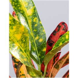 Kroton 'Red Banana'