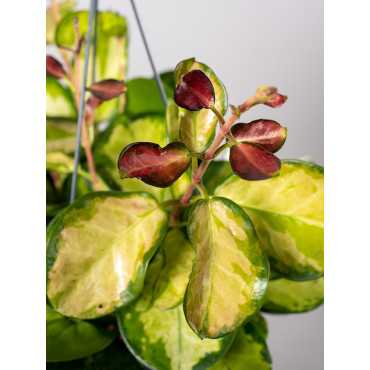 Hoja curtisii