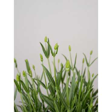 Lawenda 'Blue Scent'