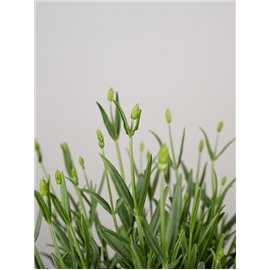 Lawenda 'Blue Scent'