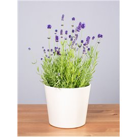 Lawenda 'Blue Scent'