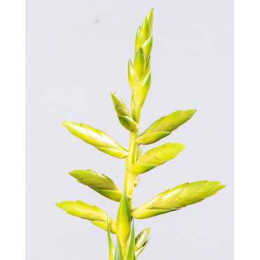 Tillandsia oerstediana