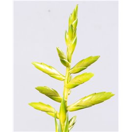 Tillandsia oerstediana