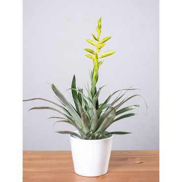 Tillandsia oerstediana
