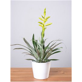 Tillandsia oerstediana