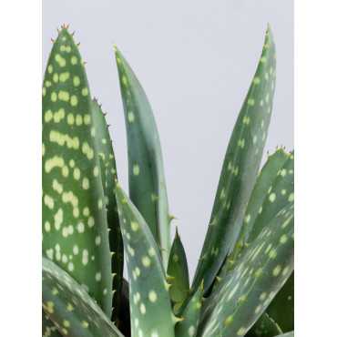 Aloes 'Jurassic Dino'