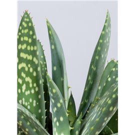 Aloes 'Jurassic Dino'