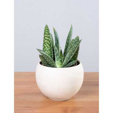 Aloes 'Jurassic Dino'