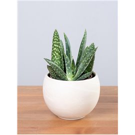 Aloes 'Jurassic Dino'