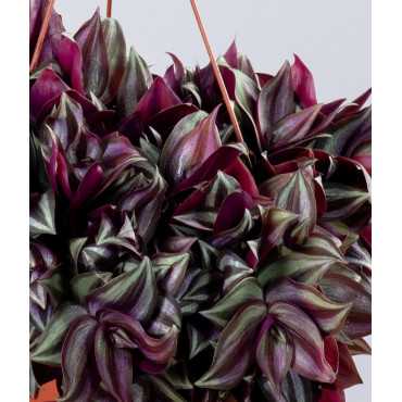 Trzykrotka 'Violet Hill'