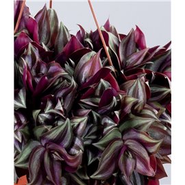 Trzykrotka 'Violet Hill'