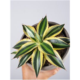 Agawa 'Quadricolor'