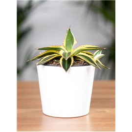 Agawa 'Quadricolor'