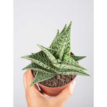 Aloes variegata 'Tribal'