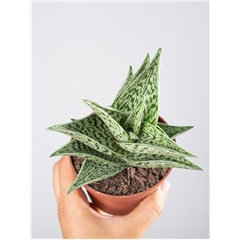 Aloes variegata 'Tribal'