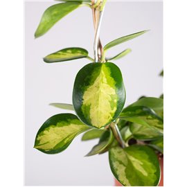 Hoja 'Lisa' na okręgu