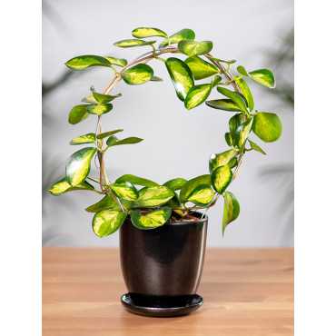 Hoja 'Lisa' na okręgu