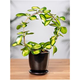 Hoja 'Lisa' na okręgu