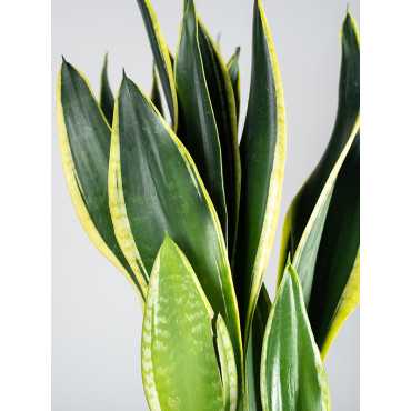Sansewieria 'Black Flame'