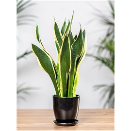 Sansewieria 'Black Flame'