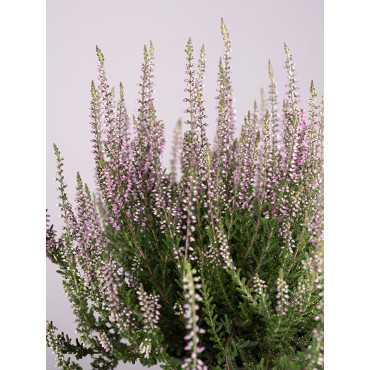 Wrzos 'Lisbeth'