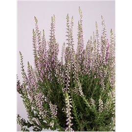 Wrzos 'Lisbeth'