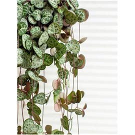 Ceropegia woodii wisząca