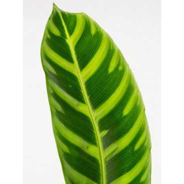 Kalatea zebrina | Mała