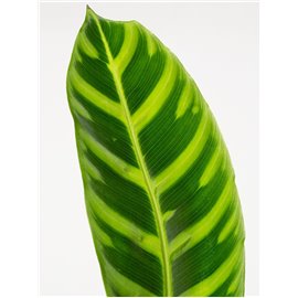 Kalatea zebrina | Mała