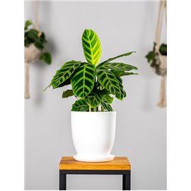 Kalatea zebrina | Mała