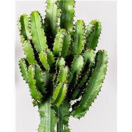 Euphorbia ingens