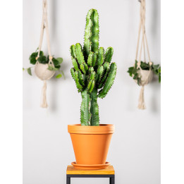 Euphorbia ingens
